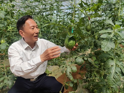 兰花种植中，使用什么有机肥料最适合