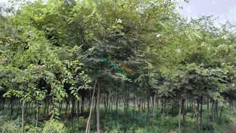 榉树价格揭秘：5-6公分价格几何？