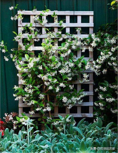 二、 美观实用，这些花卉不可少