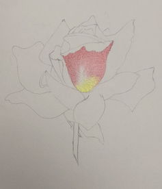玫瑰画法核心：线条勾勒