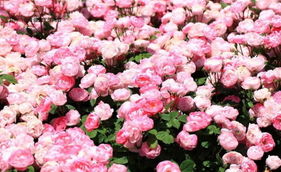 蔷薇花苗， 生机勃勃的小生命