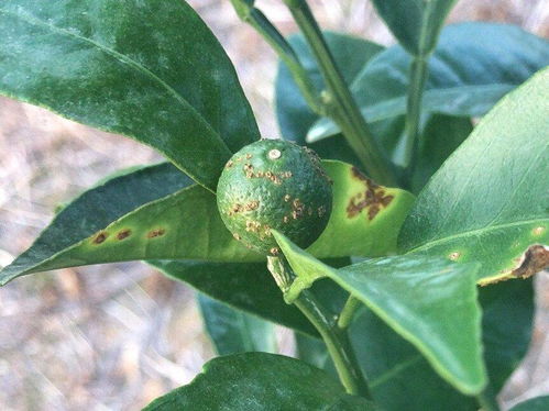 防治效果与作物伤害