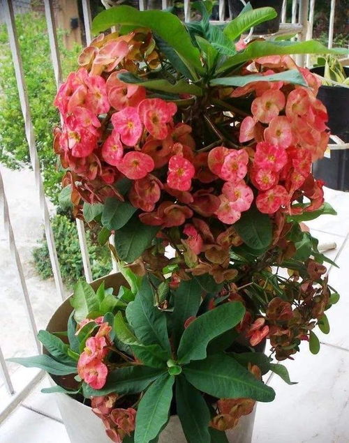 买花有技巧，省心又省力