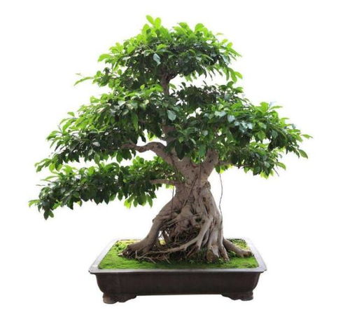 换盆子的时候要注意啥？