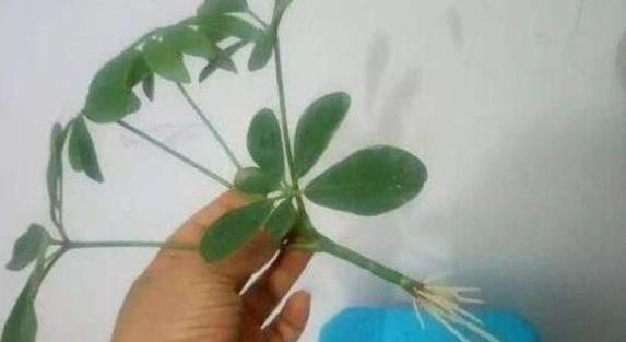 薄荷移植需带根茎，如何拆分才能提高成活率