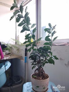 榕树掉叶子，心情掉得梗低