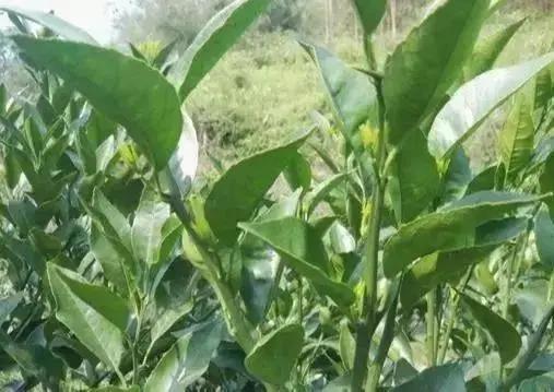 柑橘果膨大期施肥后能否同时使用多菌灵和代森锰锌呢？