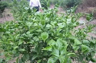果园除草剂使用过量，会对苹果树的生长产生哪些负面影响？
