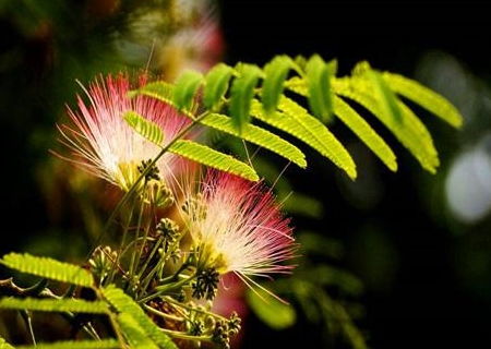 相思树的生长规律