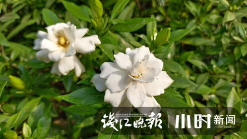 栀子花开在夏末，香气浓郁