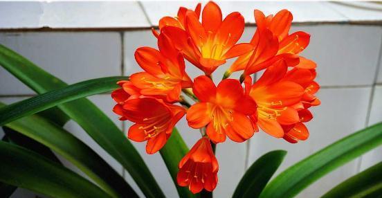 蔷薇花农香， 这个名字听起来就让人心情愉悦