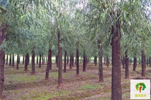 榕树适合在春季的3月至4月以及秋季的9月至10月种植：