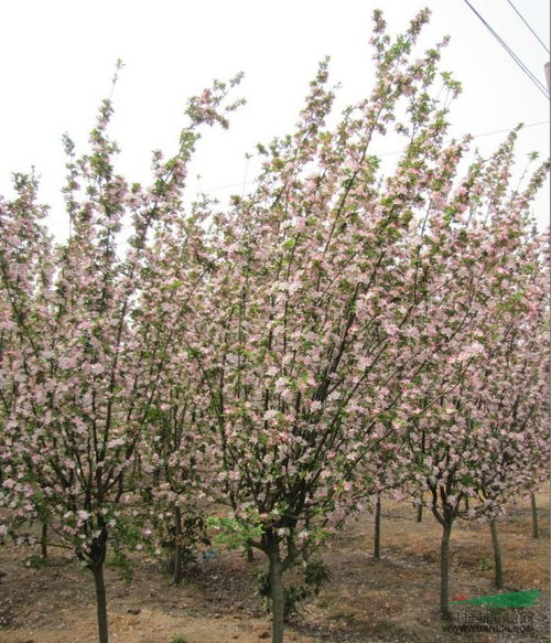 5公分西府海棠：美丽与价值的交织