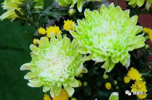 非洲菊花，传递无声情感