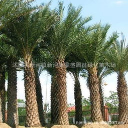 棕榈树种子种植方法：一场与自然的浪漫邂逅