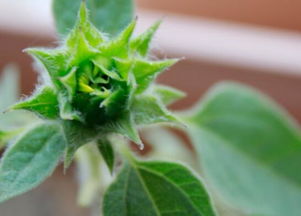 梓树的繁殖方式