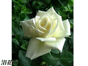 糖糖带你识月季之坦尼克