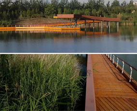 植物配置注重美观与生态平衡