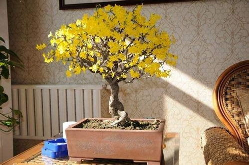 盆景花卉养护技巧，如何让盆景花开得更艳丽