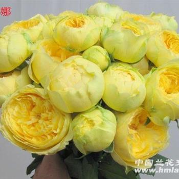 奶黄包欧月VS凯特琳娜月季，哪种梗早开花？