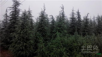 雪松的未来 希望与梦想