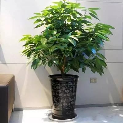 富贵竹与发财树：财富的象征