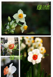 购买水仙种球的建议