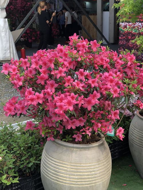 1月份种什么花好南方地区南方地区则可陈列:榕树、 苏铁、加拿利海枣、长穗棕、银海枣、棕竹、银荆、银桦、十大功劳、八角金盘、撒金桃叶珊瑚...