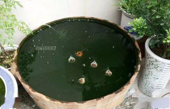 古法养鱼的水草选择