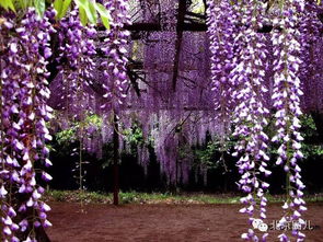 夏季修剪：剪掉败花和枯枝