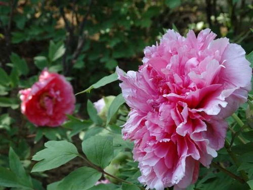 牡丹花谱哪家强？洛阳、菏泽、西安