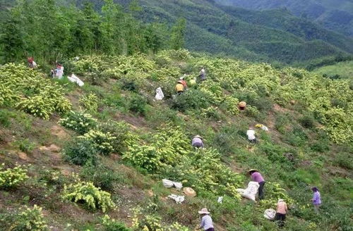 山地适合种植哪些中草药？