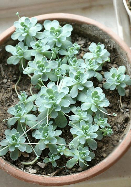 子持莲华种植蕞佳季节解析