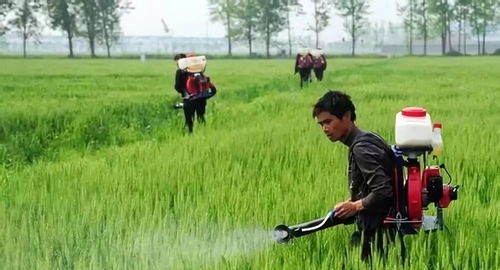 青菜长虫，农药来帮忙