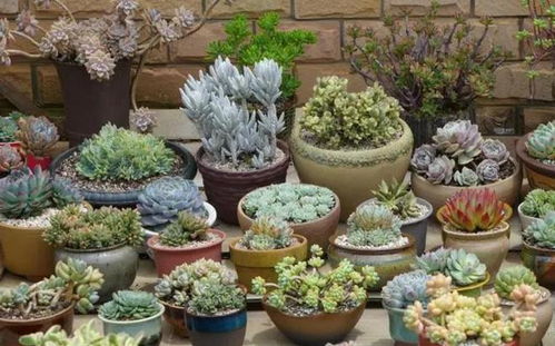 小区花坛的花永远活得比我好？