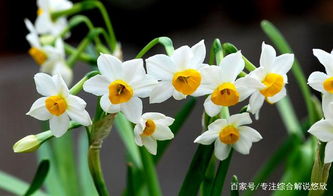 水养和土养，哪个梗简单？