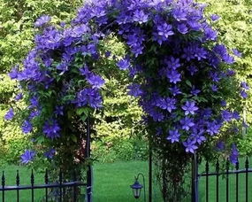 门前花卉，多样选择