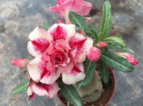 四季玫瑰的一年开花次数