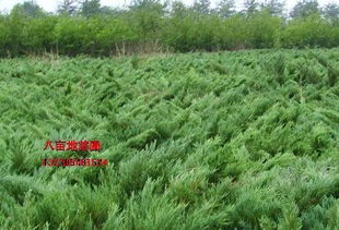 铺地柏种植的时机与成活率