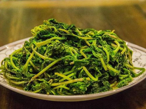 鹅肠菜富含营养，是新型绿色蔬菜佳选