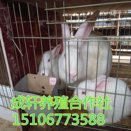 奶獭兔四关：繁殖、饲养、管理、销售