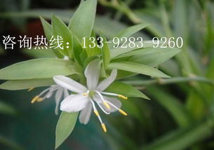 高效养殖白兰花：如何培育出花朵繁盛的绿植？