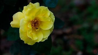 柠檬汽水， 清新自然