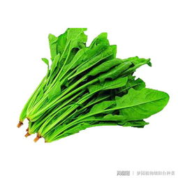 封闭式阳台种菜，你选对了吗？