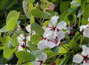 羊蹄甲高效养殖技巧与注意事项：百度百科全面解读