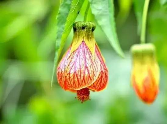 吊灯花：天然消炎镇痛神器，家居花卉新宠！
