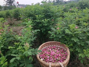 果园种草， 创新模式助农增收