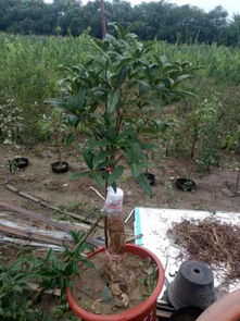 黄杨靠接的成活时间揭秘