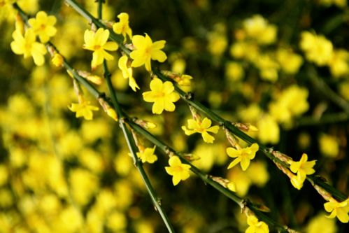 迎春花的生命力