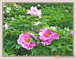 牡丹品种：稀有性与观赏价值